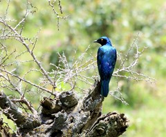 Lamprotornis chalybaeus