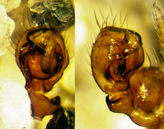 Ceraticelus laetabilis