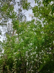 Acer negundo
