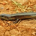 Two-lined Ground Skink - Photo (c) N.Moinudheen, some rights reserved (CC BY-NC), uploaded by N.Moinudheen