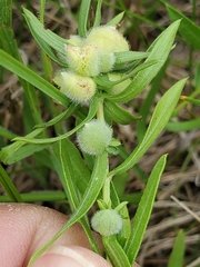 Rhopalomyia gemmaria