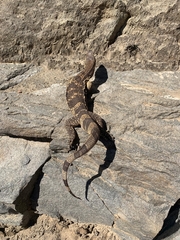 Varanus albigularis