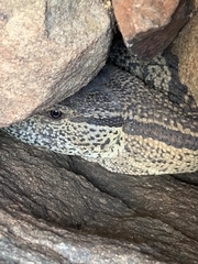 Varanus albigularis