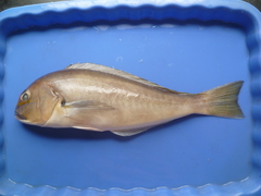 Caulolatilus affinis