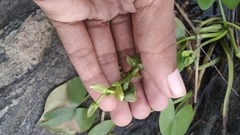 Sagittaria guayanensis