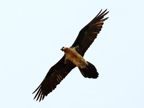 African Bearded Vulture