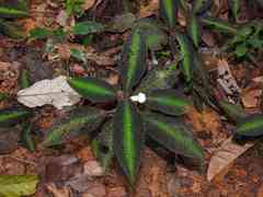 Nautilocalyx pictus