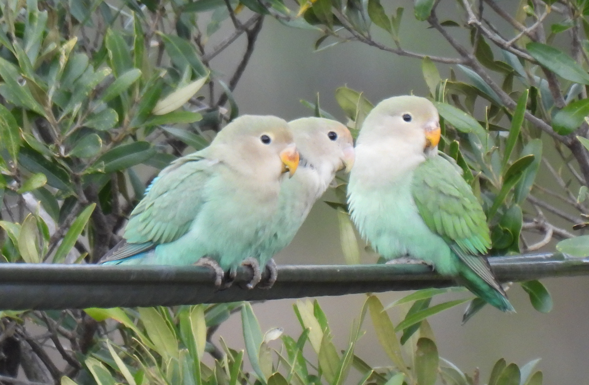 Rosy-faced Lovebird