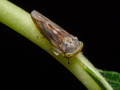 Idiocerus stigmaticalis