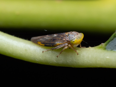Idiocerus stigmaticalis