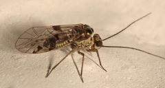 Hyalopsocus striatus