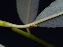 Idiocerus stigmaticalis