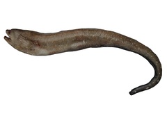 Gymnothorax equatorialis