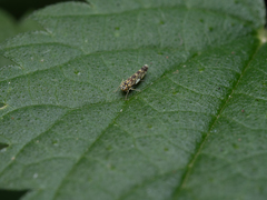 Eupteryx urticae