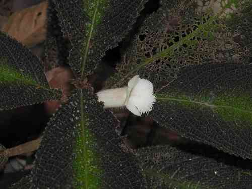 Nautilocalyx pictus