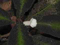 Nautilocalyx pictus