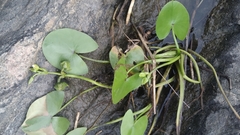 Sagittaria guayanensis