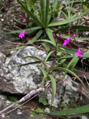 Epidendrum longicaule