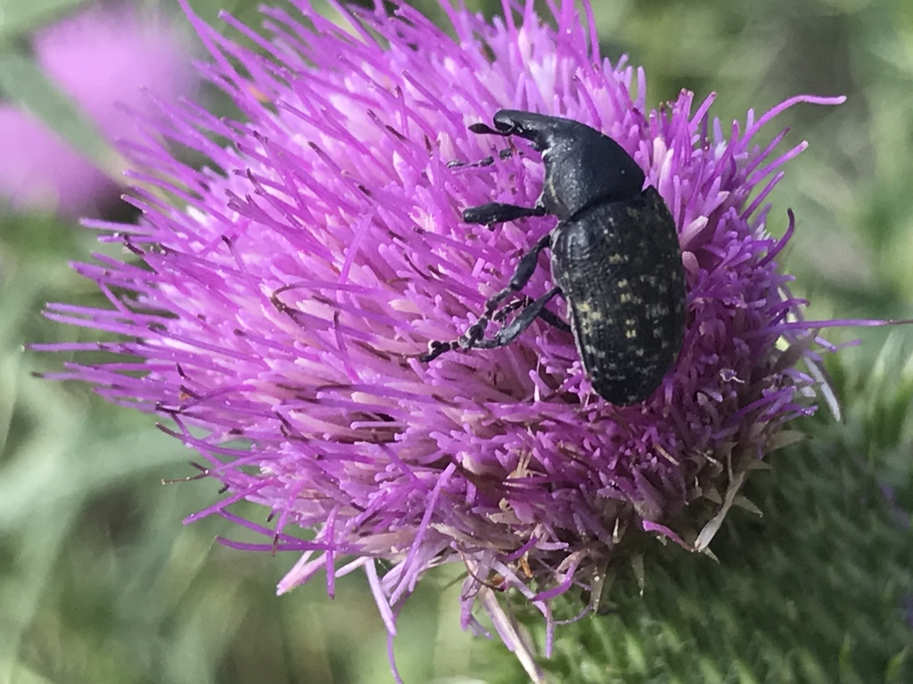 Turbine Cylindrical Weevil