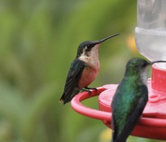 Chaetocercus astreans