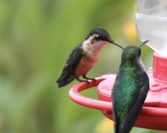 Chaetocercus astreans