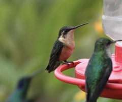 Chaetocercus astreans