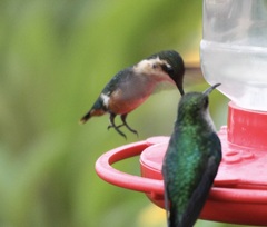 Chaetocercus astreans