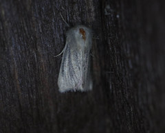 Denticucullus pygmina