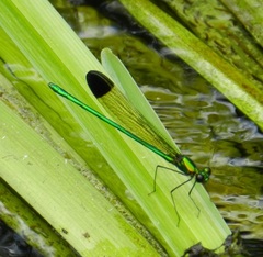 Calopteryx dimidiata
