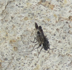 Apiocera