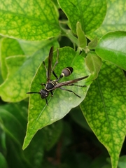 Mischocyttarus pallidipectus