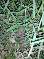 Duttaphrynus stomaticus