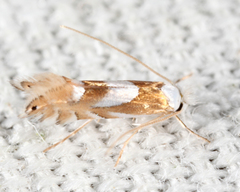 Phyllonorycter fitchella