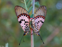 Acraea ranavalona