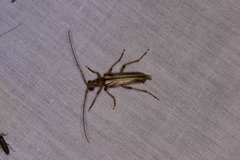 Ortholeptura valida