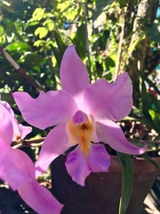 Laelia