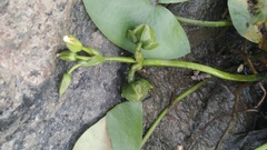 Sagittaria guayanensis