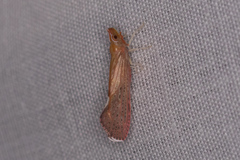 Apache californicum