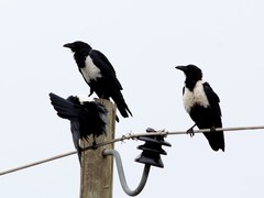 Corvus albus