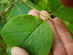 Lonicera hirsuta
