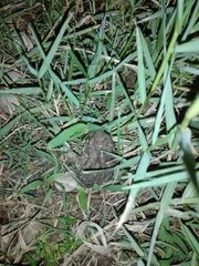 Duttaphrynus stomaticus