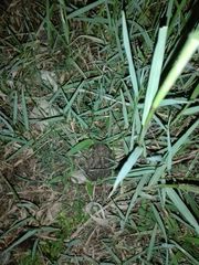 Duttaphrynus stomaticus