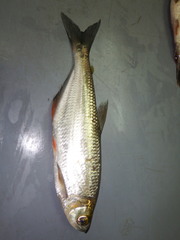 Brycon dentex
