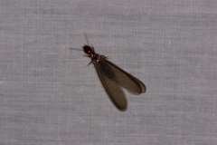 Zootermopsis nevadensis