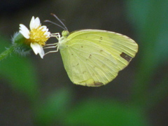 Eurema hecabe
