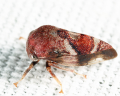 Cyrtolobus pallidifrontis