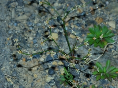 Eriogonum baileyi baileyi