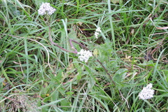 Achillea millefolium