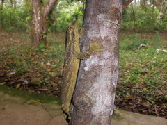 Thecadactylus solimoensis