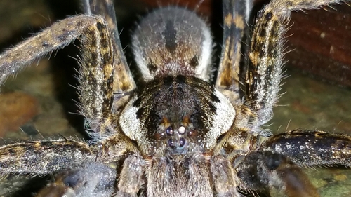 Bogota Giant Fishing Spider